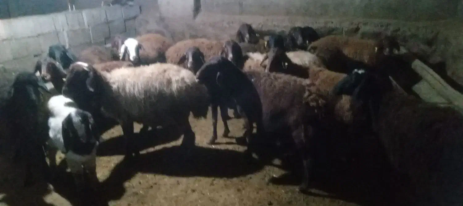 گوسفد|حیوانات مزرعه|پلدشت, |دیوار