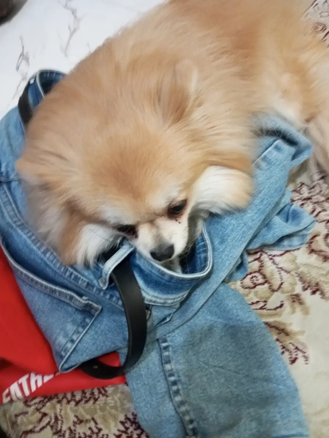 پامرین|سگ|اصفهان, سیچان|دیوار