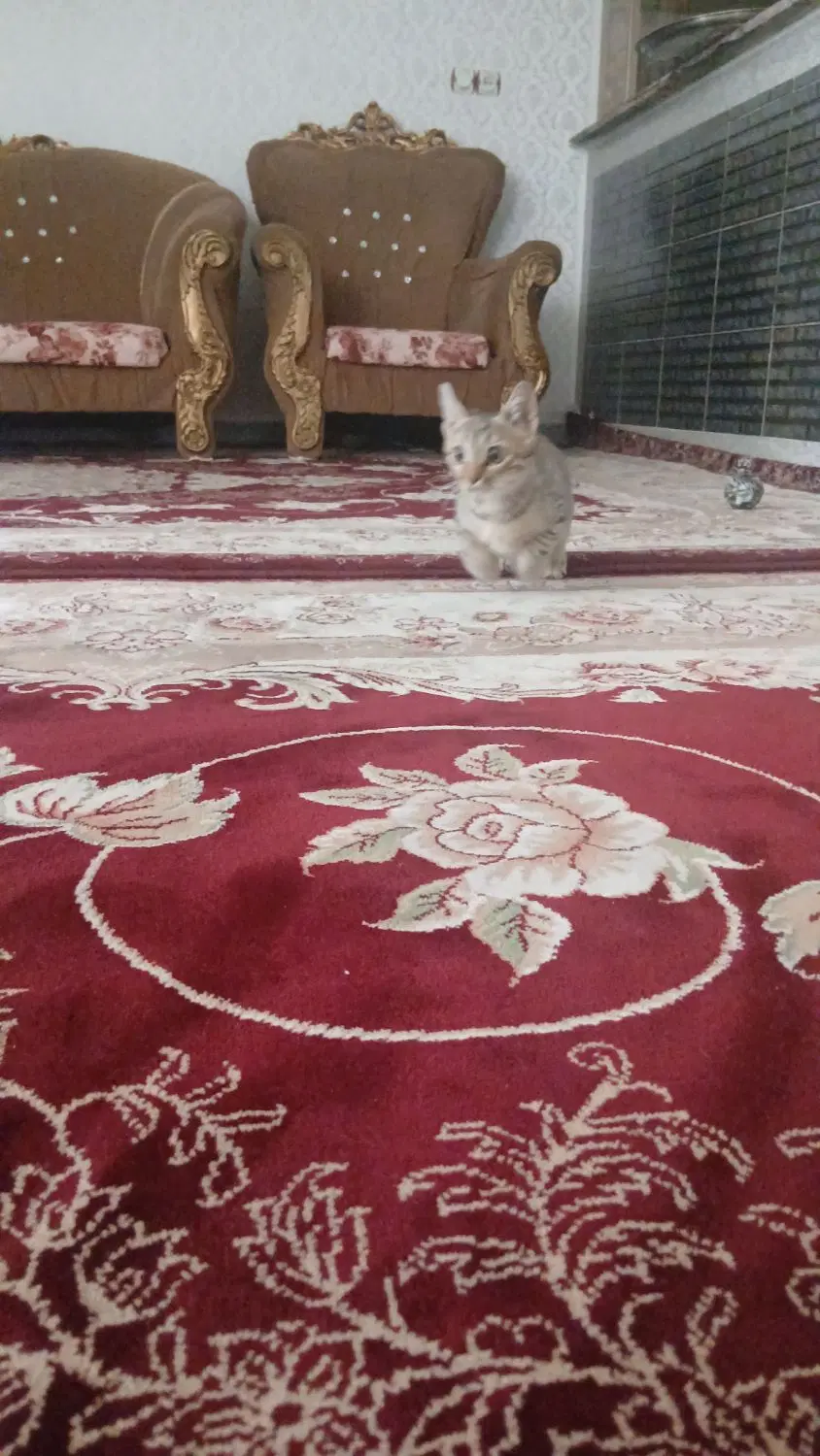 گربه|گربه|همدان, |دیوار