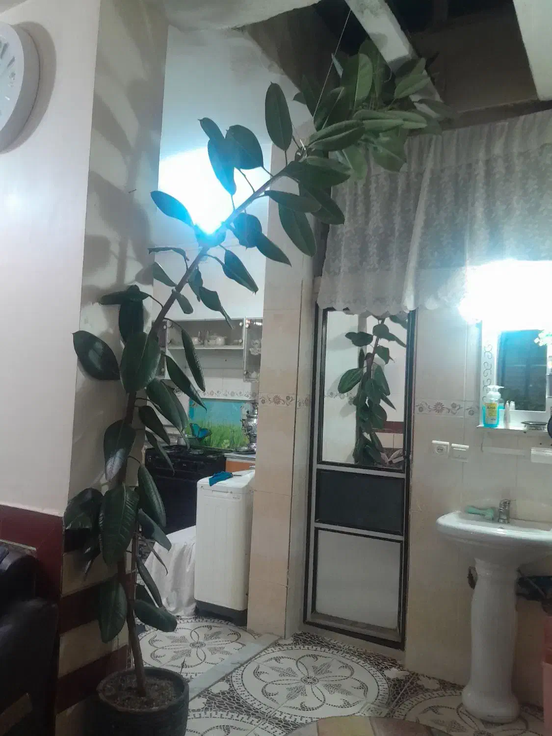 گل فیکوس|گل و گیاه طبیعی|کیار, |دیوار