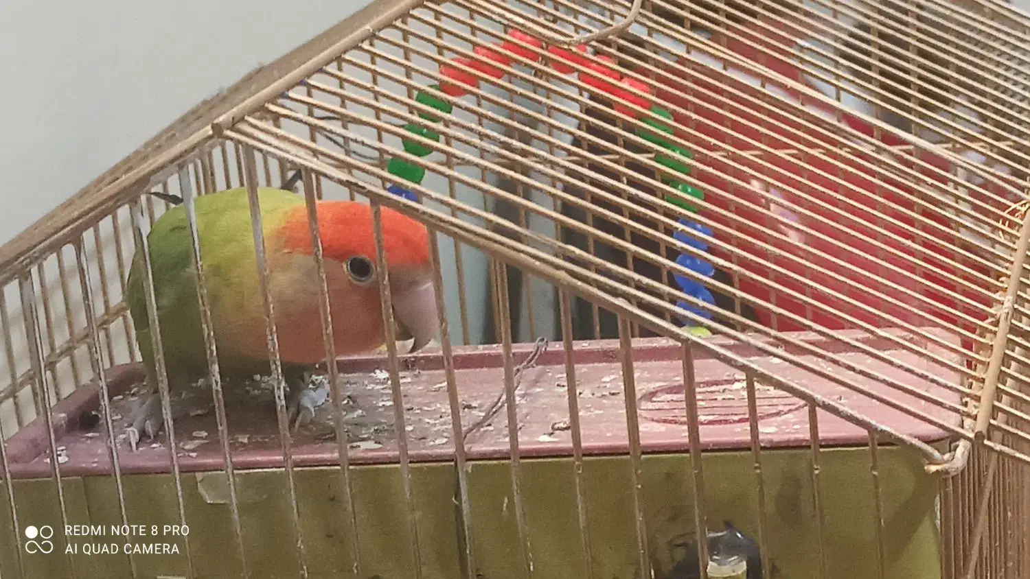 پرنده|پرنده|کرج, مصباح|دیوار