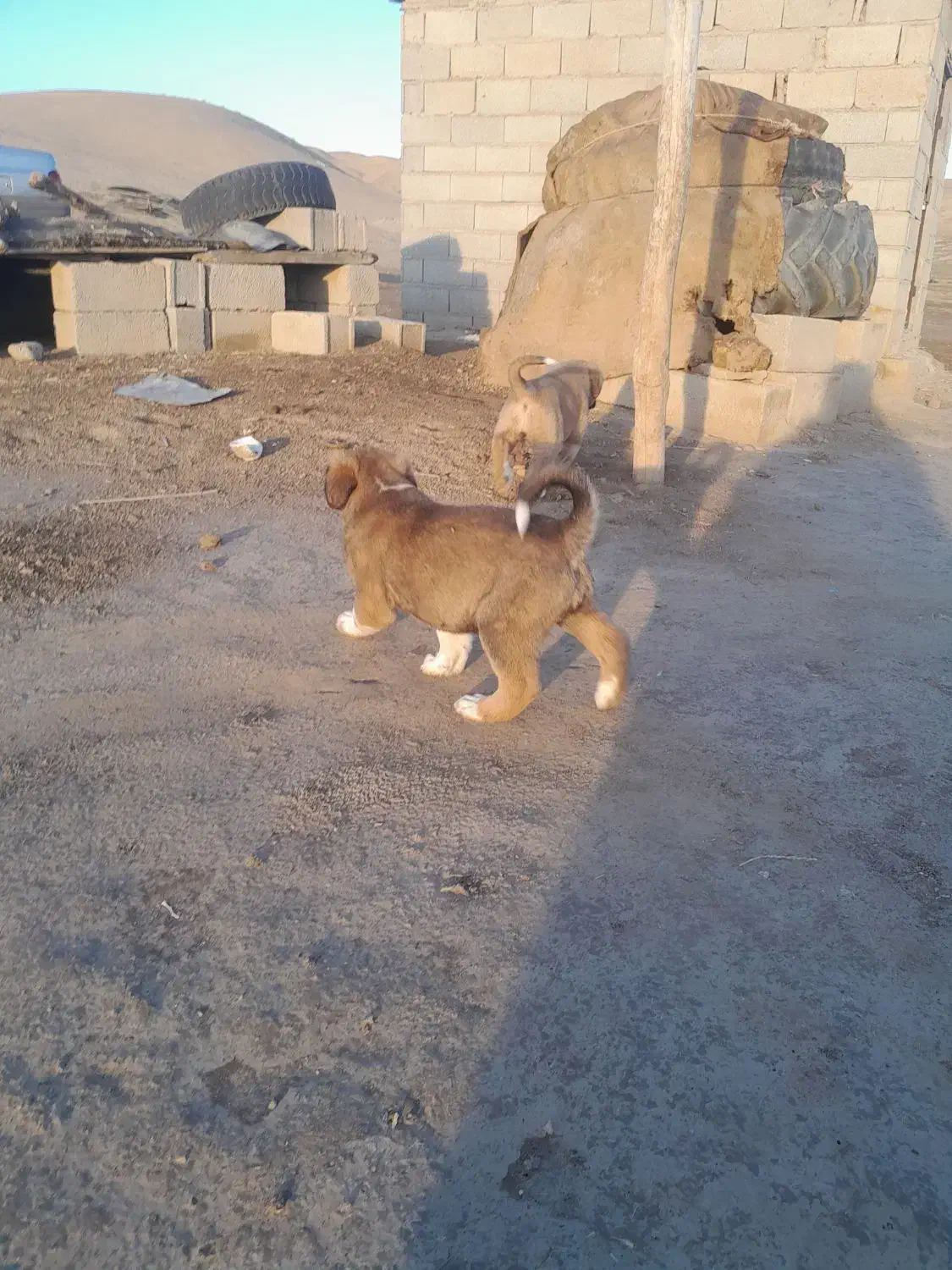 توله سرابی اصیل|سگ|آزادشهر, |دیوار