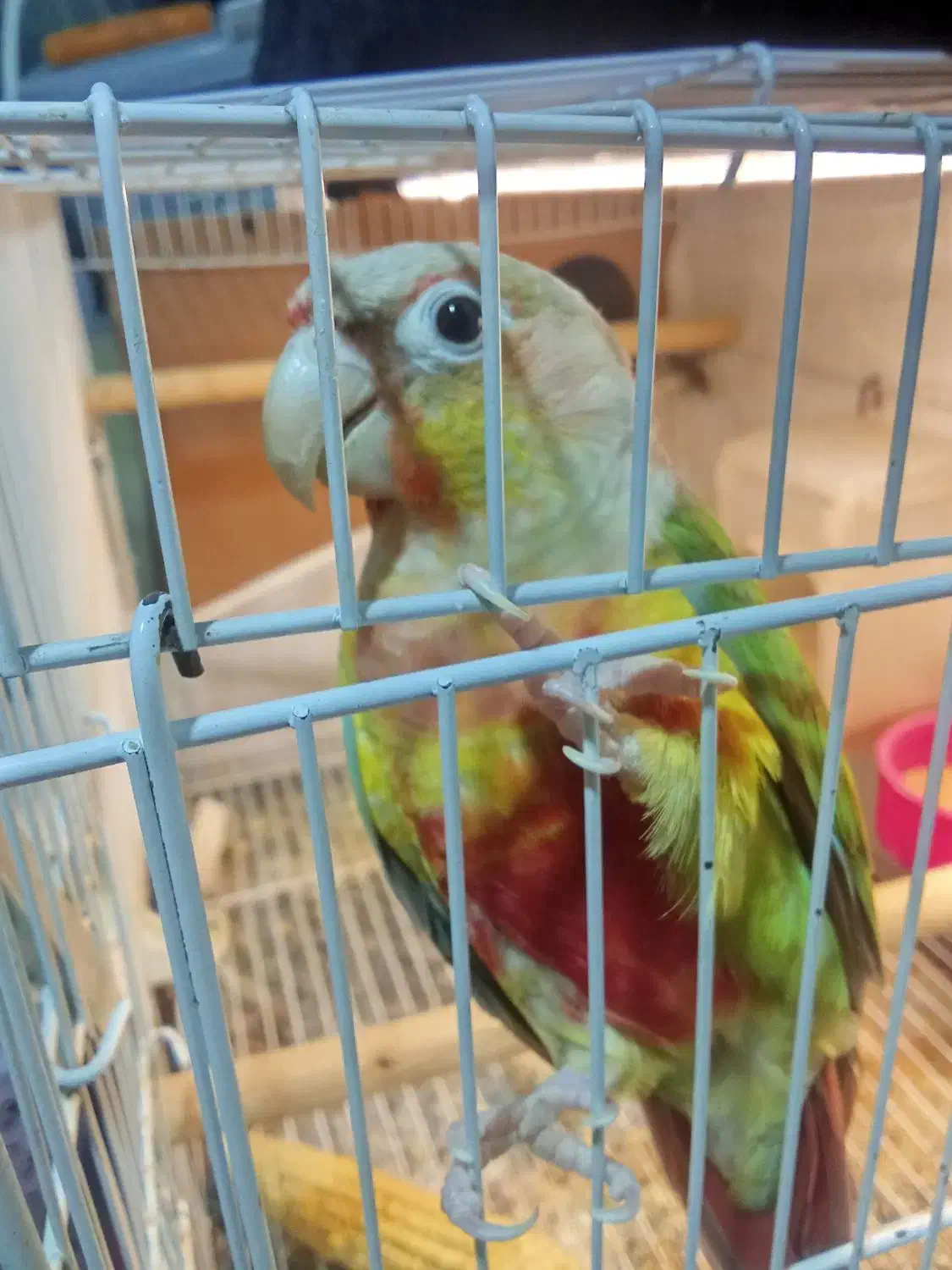 گرینچیک نر|پرنده|مشهد, محمدآباد|دیوار