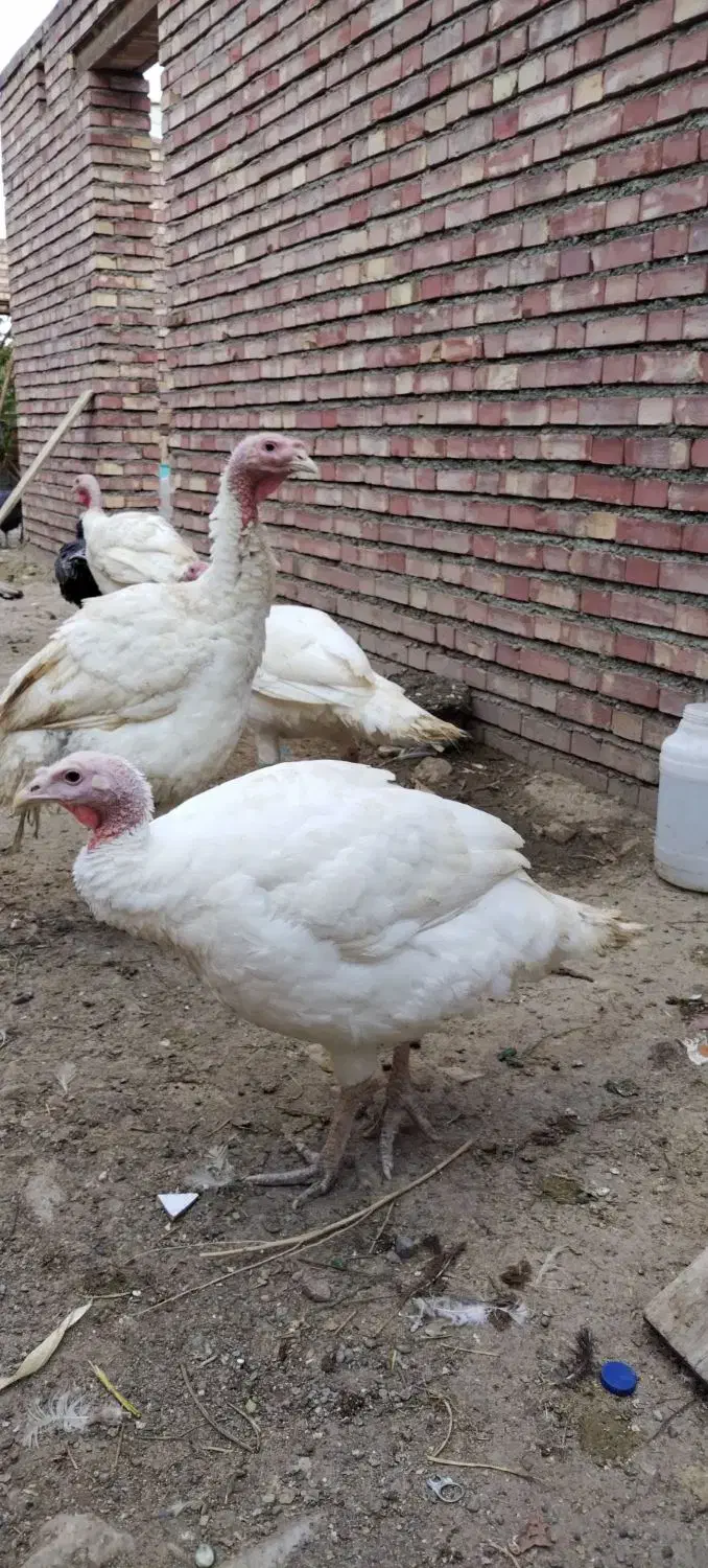 بوقلمون گوشتی|حیوانات مزرعه|خوی, |دیوار