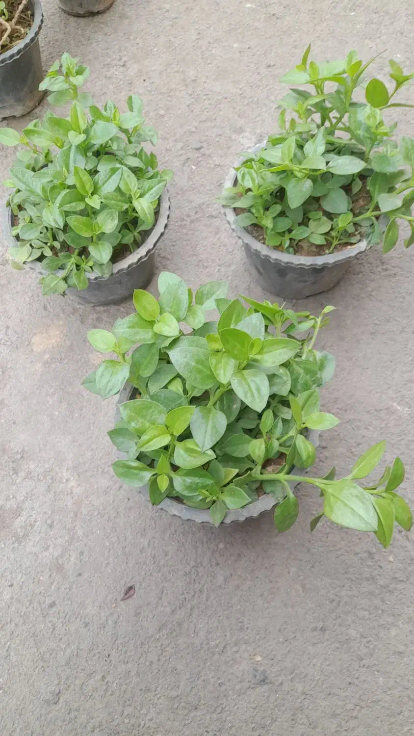 گل حراجی قیمت مناسب|گل و گیاه طبیعی|قم, شاه ابراهیم|دیوار