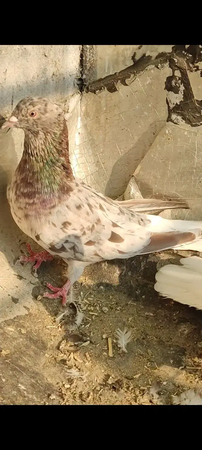 دم سفید|پرنده|باوی, |دیوار