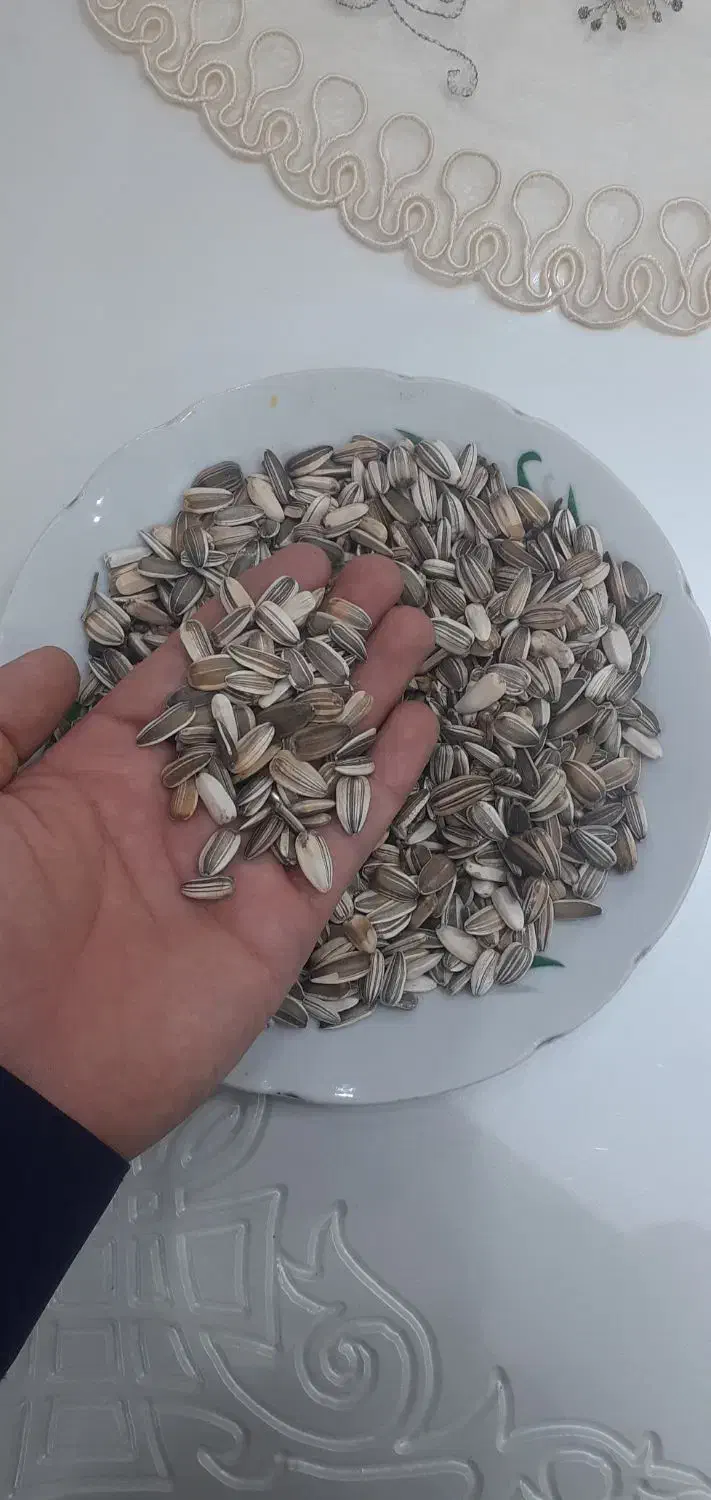 تخمه آفتاگردان  بومی نوش آباد|عمده‌فروشی|آران و بیدگل, |دیوار