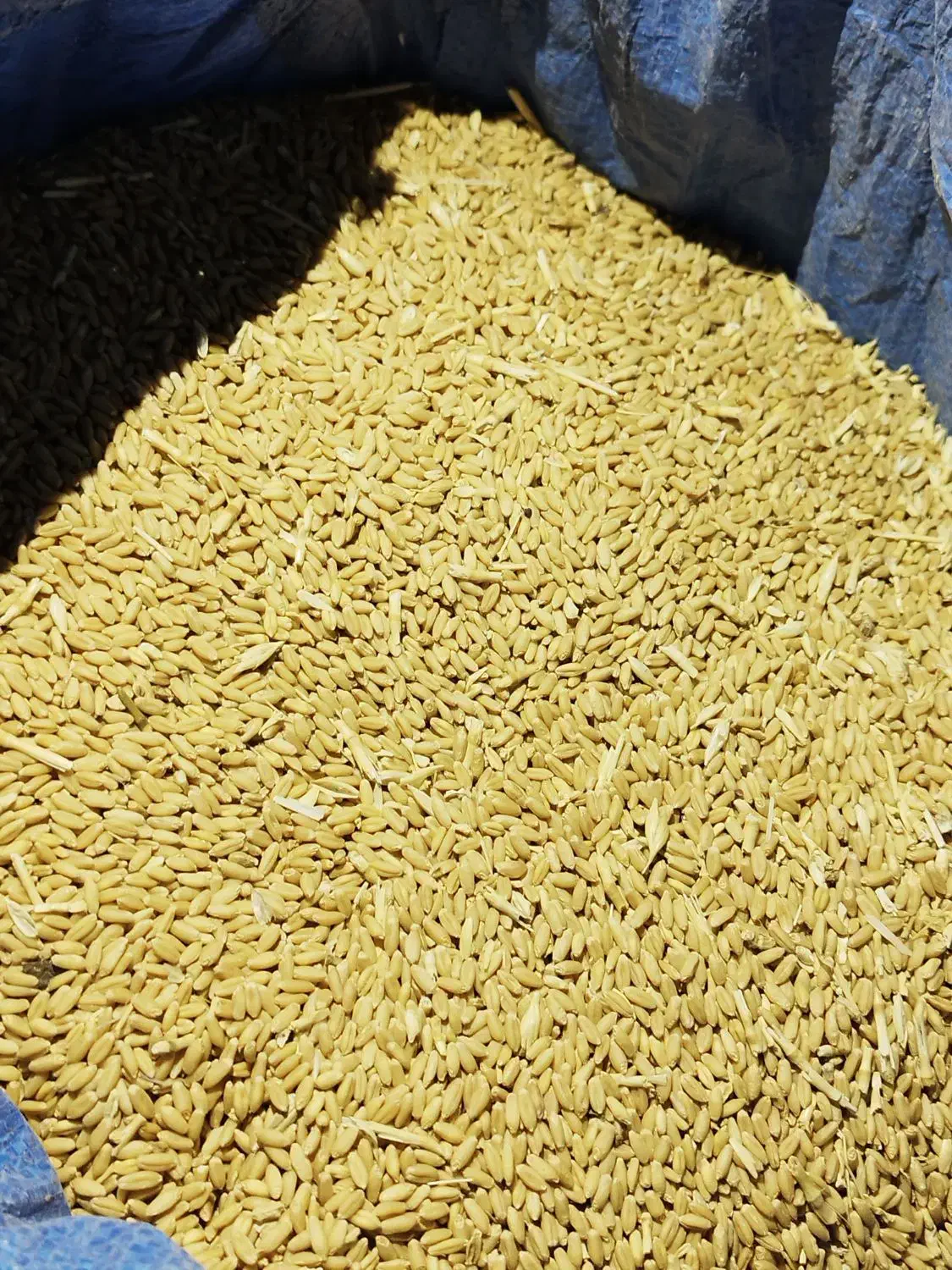 گندم معمولی|خوردنی و آشامیدنی|شیرین‌سو, |دیوار