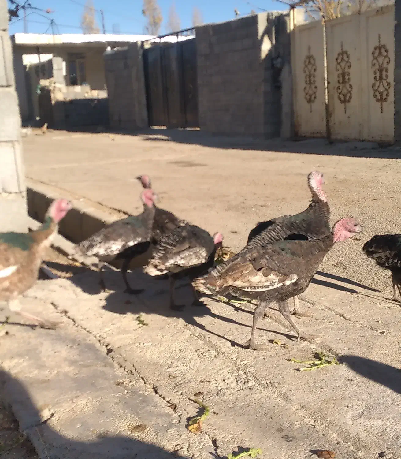 بوقلمون هفت ماهه|حیوانات مزرعه|یاسوج, |دیوار