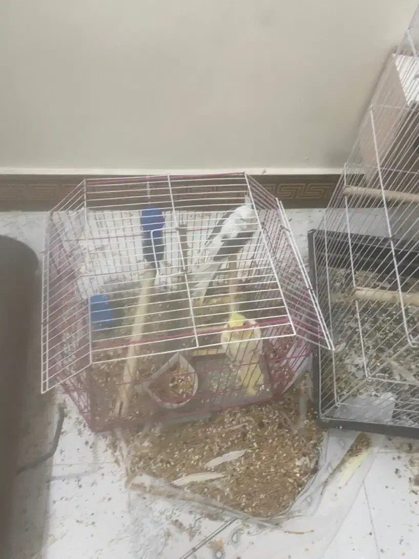 عروس مولد و جوان|پرنده|اهواز, شهرک برق|دیوار