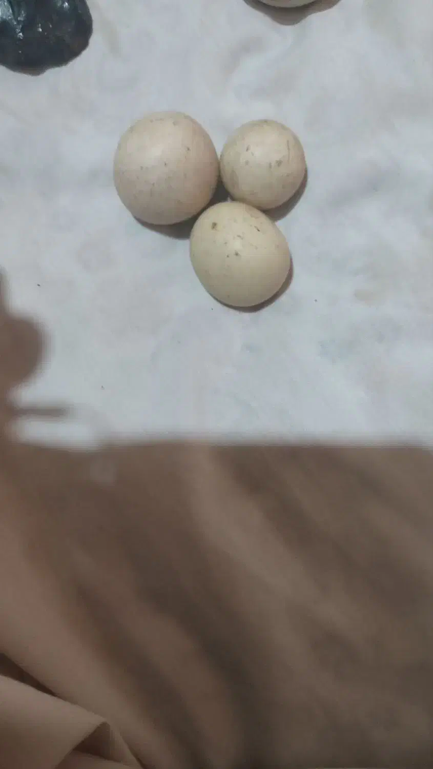 سنگ آسیاب و غیره|کلکسیون اشیاء عتیقه|زاهدان, |دیوار