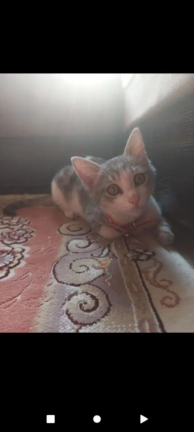 واگذاری بچه گربه با لوازم|گربه|ری, دیلمان|دیوار