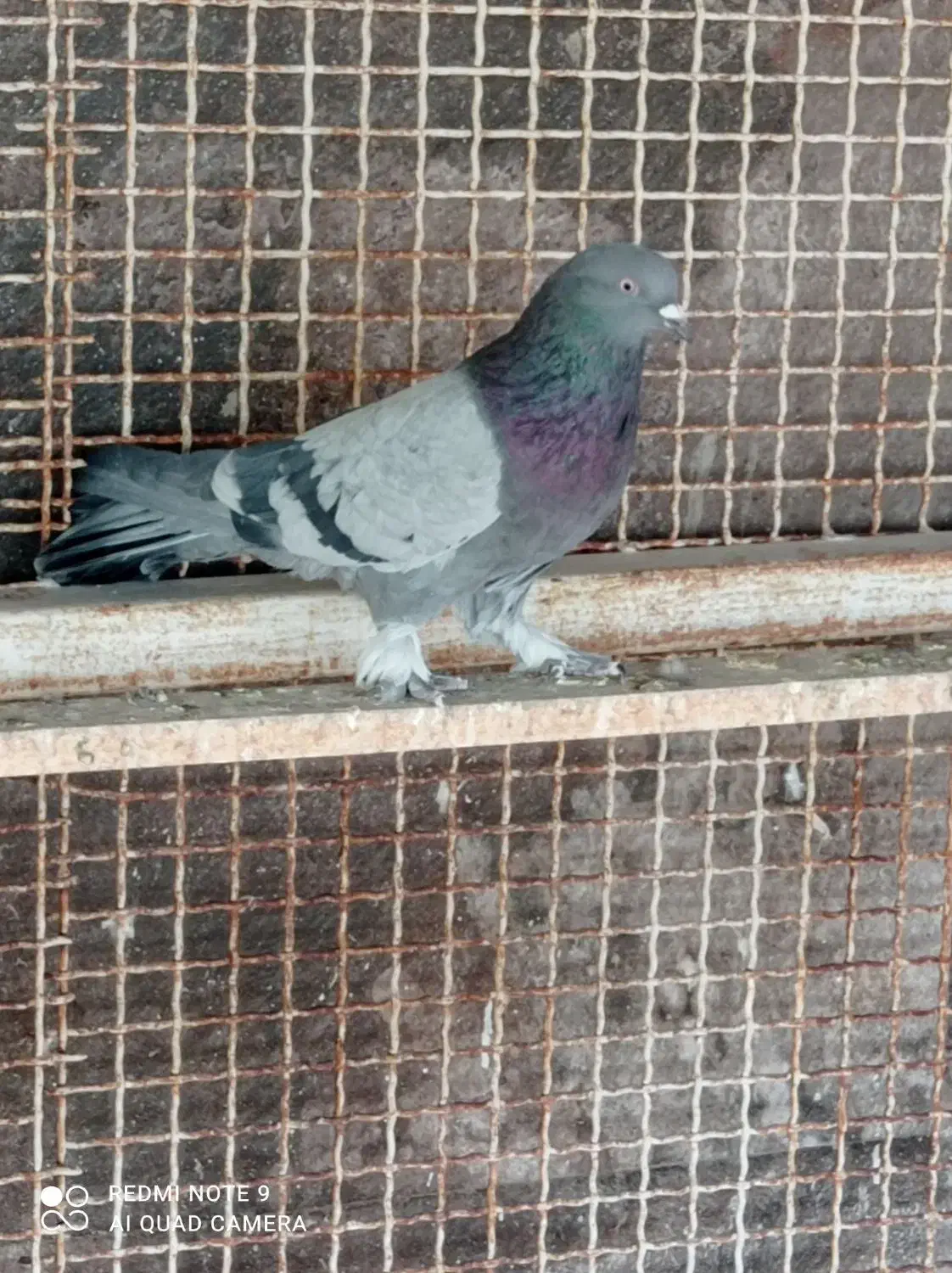 درود یه ماده کاغذی ویا نربرجی پر|پرنده|خمینی‌شهر, |دیوار