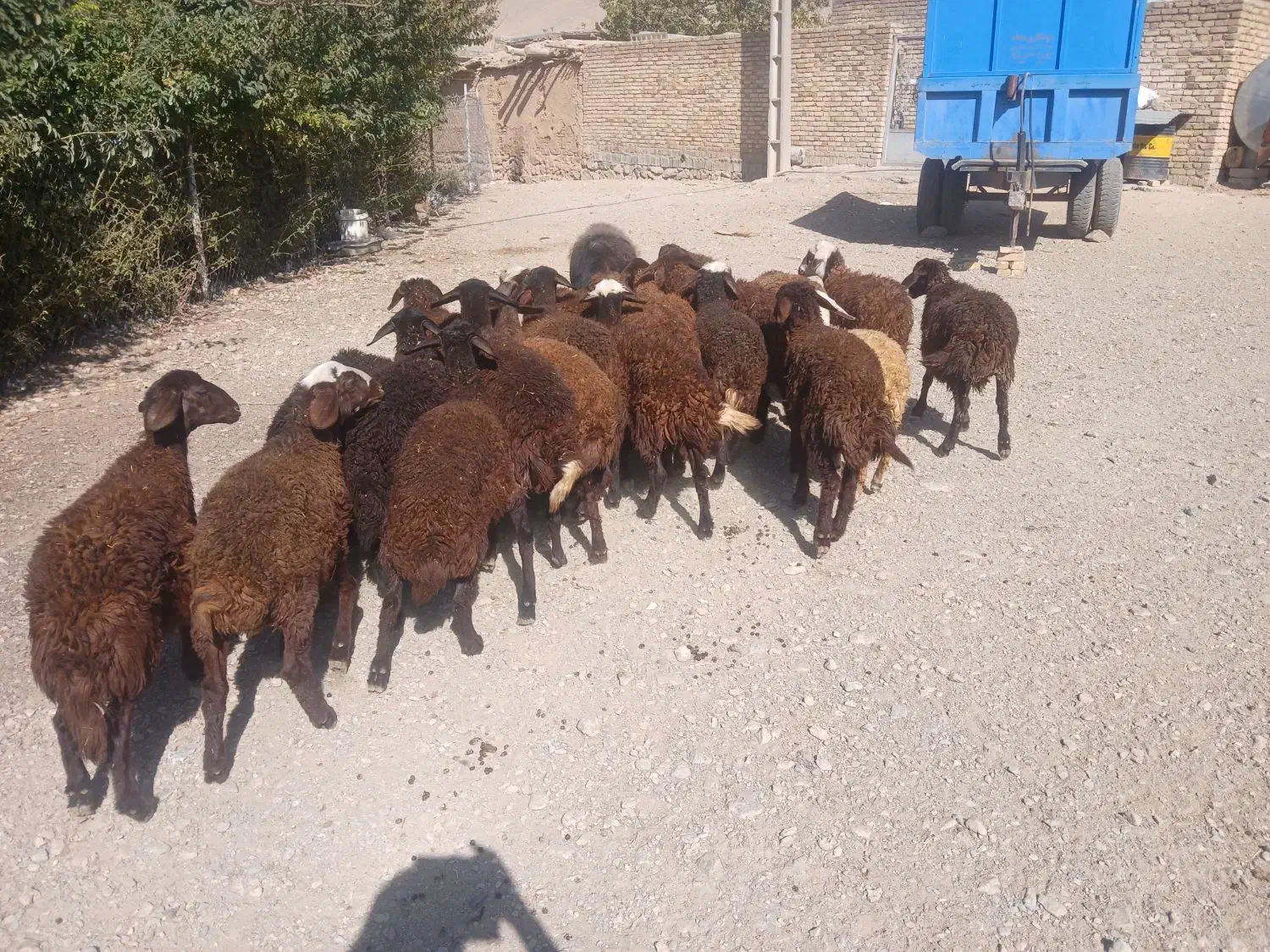 بره نر و ماده داشتی|حیوانات مزرعه|زالیان, |دیوار