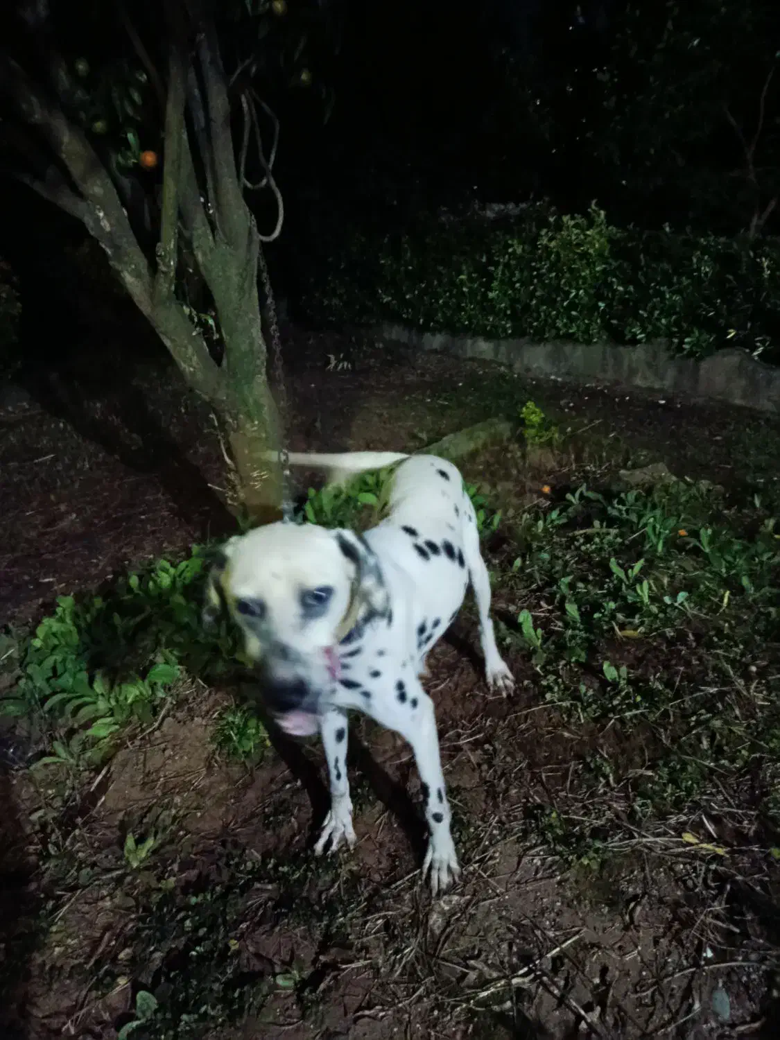 معاوضه با سگ نگهبان گیرنده|سگ|عباسآباد, |دیوار