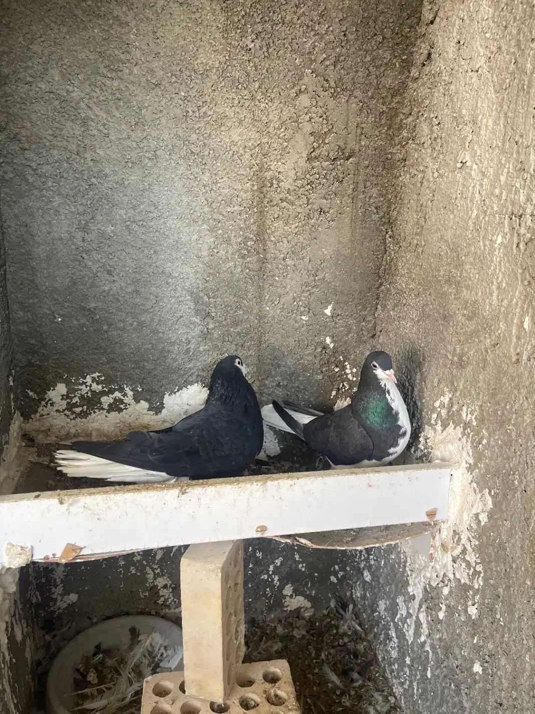 کبوتر رنگی زردو شیرازی|پرنده|شاهین‌شهر, حافظ جنوبی|دیوار