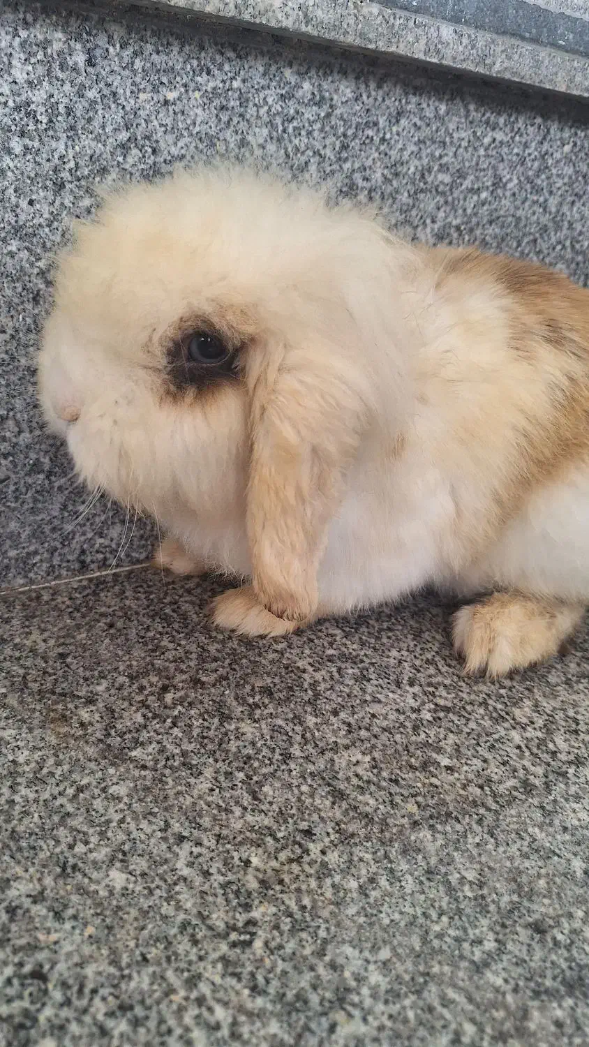 خرگوش لوپ|موش و خرگوش|نیشابور, هفده شهریور|دیوار