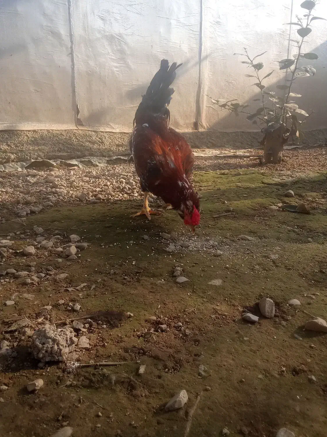 جوجه مرغ خروس گلین|حیوانات مزرعه|رشت, استادسرا|دیوار