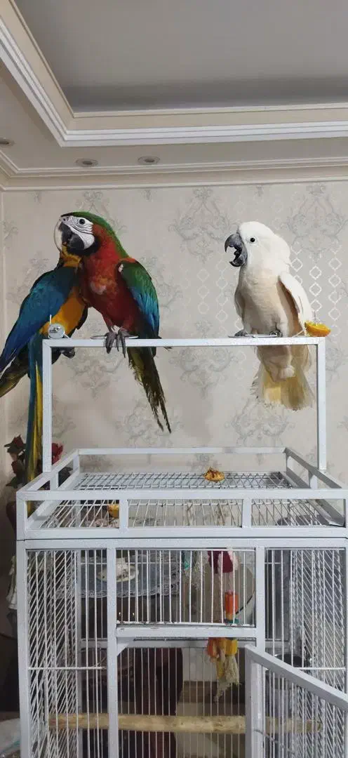 معاوضه و خریدار پرندگان زینتی کاسکو شاه طوطی ملنگو|پرنده|کرج, عظیمیه|دیوار