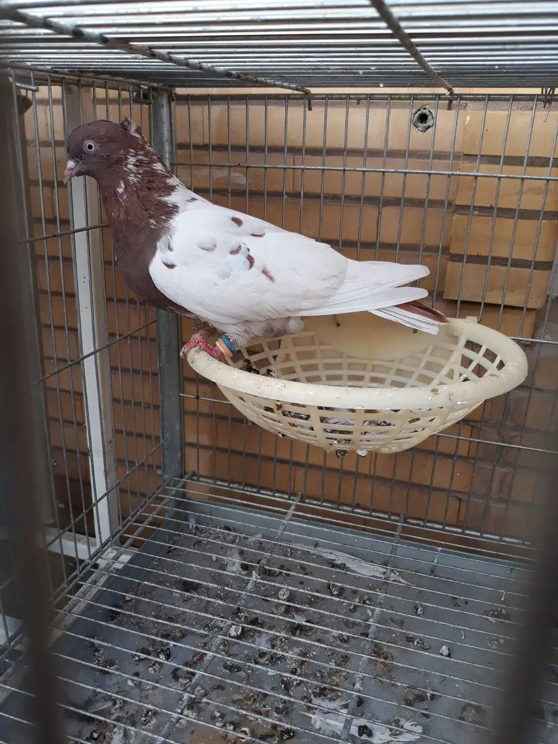 سینه سرخ ماده درشت|پرنده|اهواز, کوی سعدی|دیوار