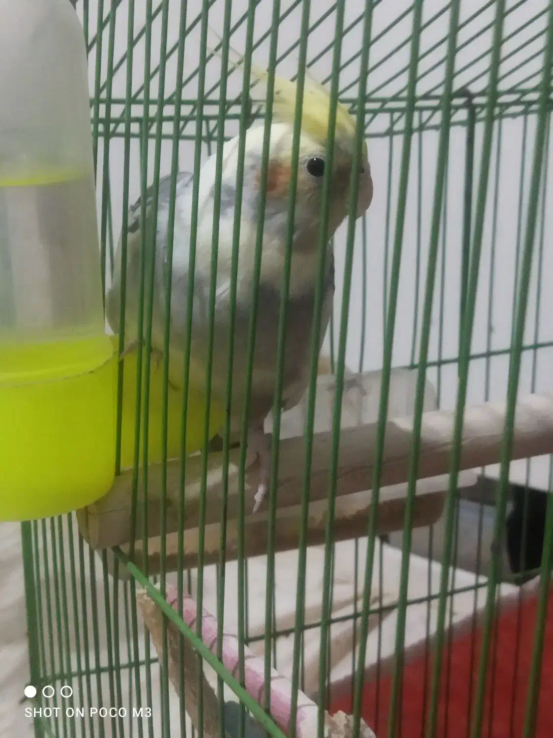 عروس نر وماده|پرنده|کاشان, شهرک خاتم الانبیا (مسکن ملی کاشان)|دیوار