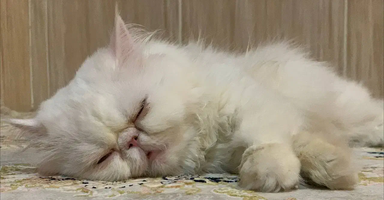 گربه پرشین|گربه|کرمانشاه, |دیوار