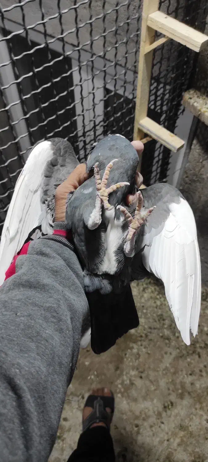 ماده پلنگ|پرنده|نرماشیر, |دیوار