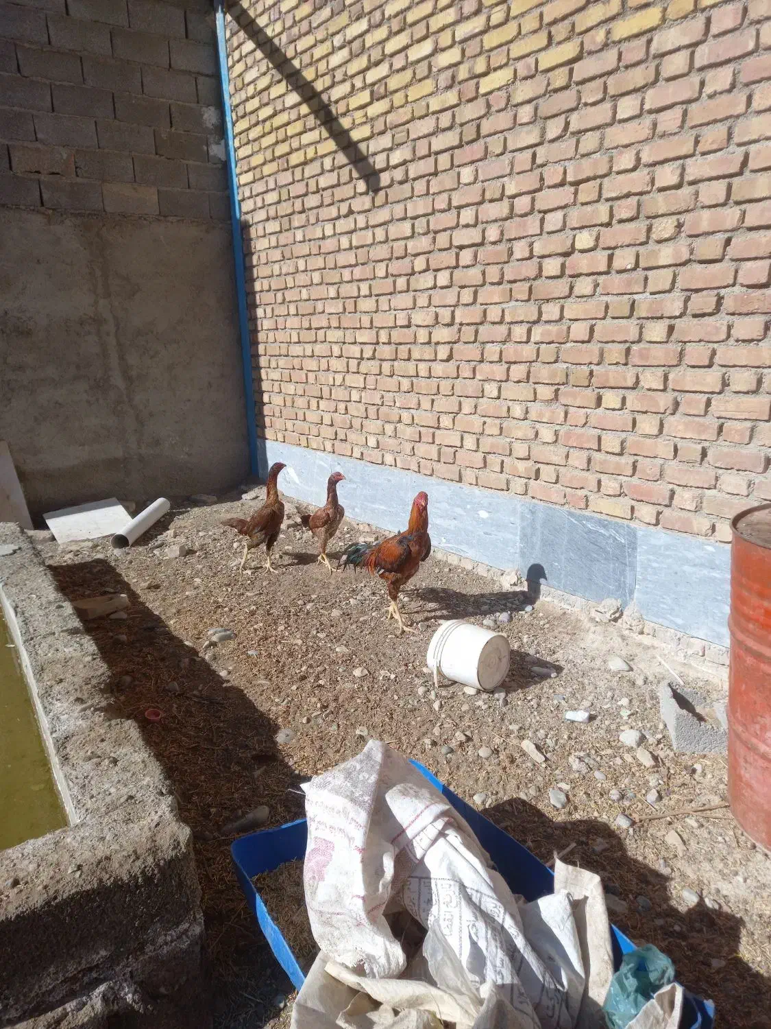 خروس لاری|حیوانات مزرعه|ماهدشت, |دیوار