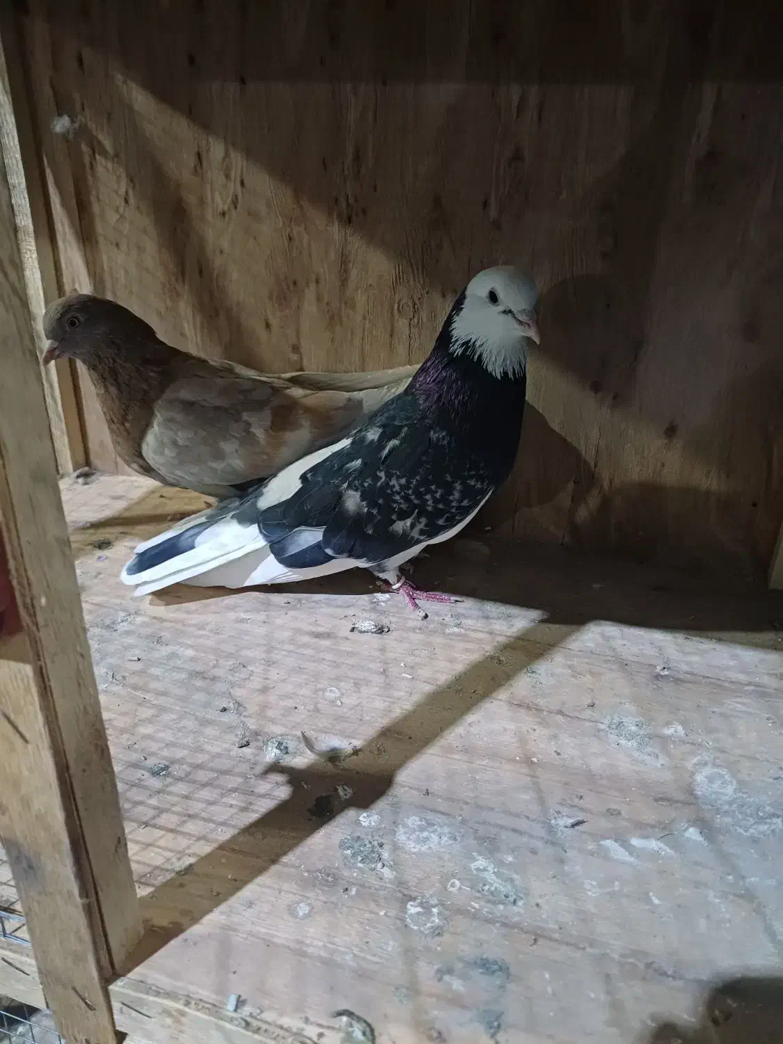 کبوترپرشی|پرنده|تهران, یافت آباد جنوبی|دیوار