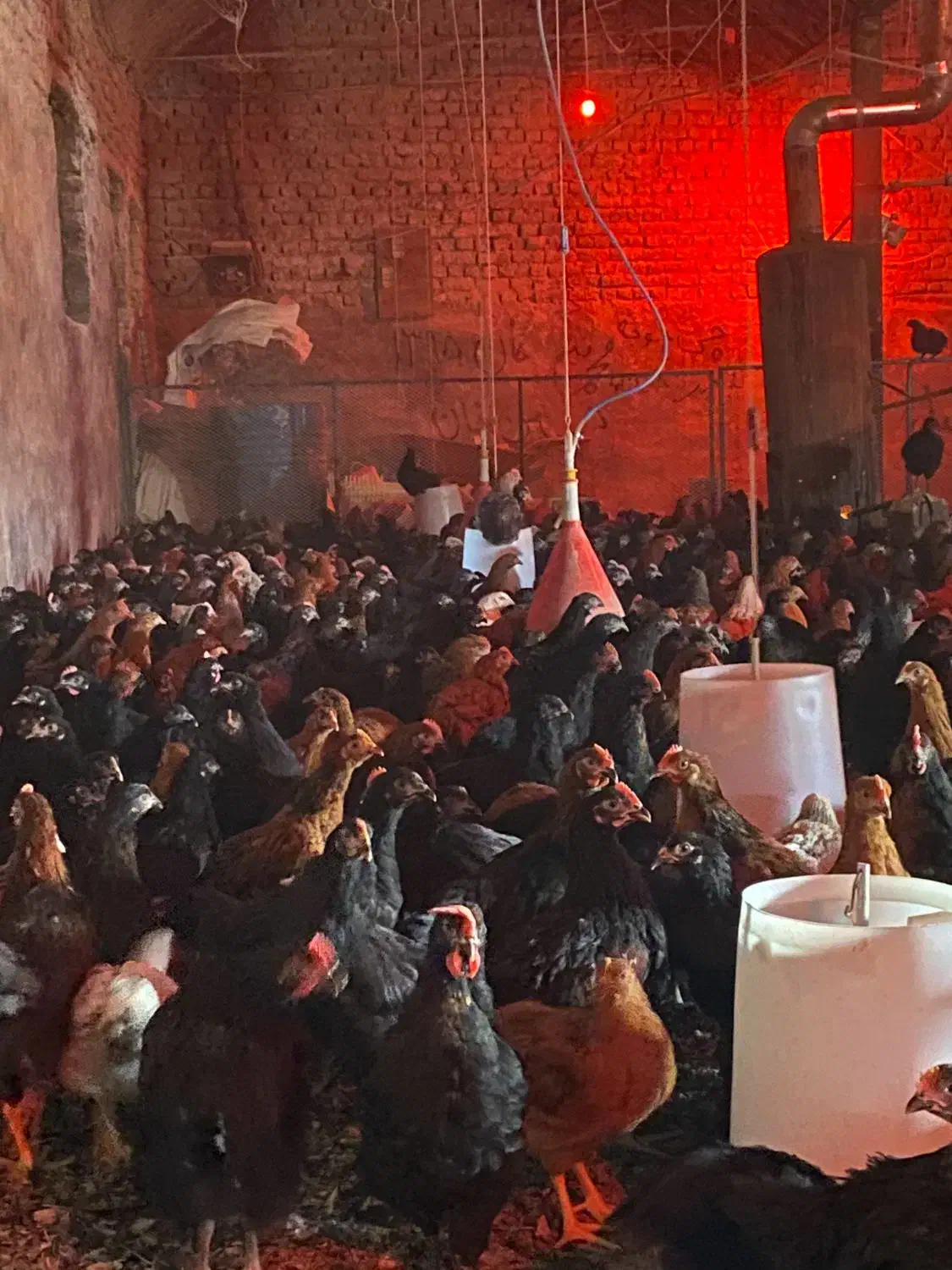 جوجه مرغ طاقچه خروس گلپایگان جهادی مشکی محلی۸۰روزه|حیوانات مزرعه|مشهد, كنويست|دیوار