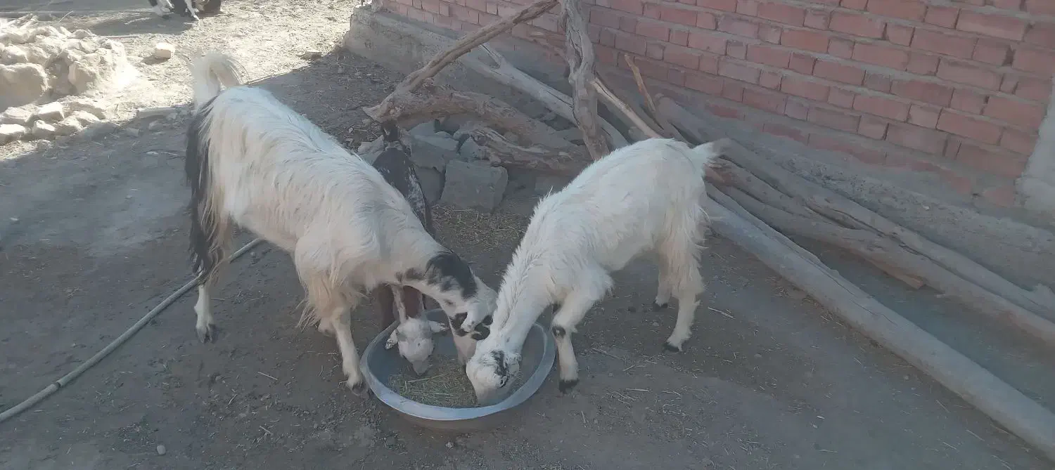 ۳عدد گوسفند|حیوانات مزرعه|کهنوج, |دیوار