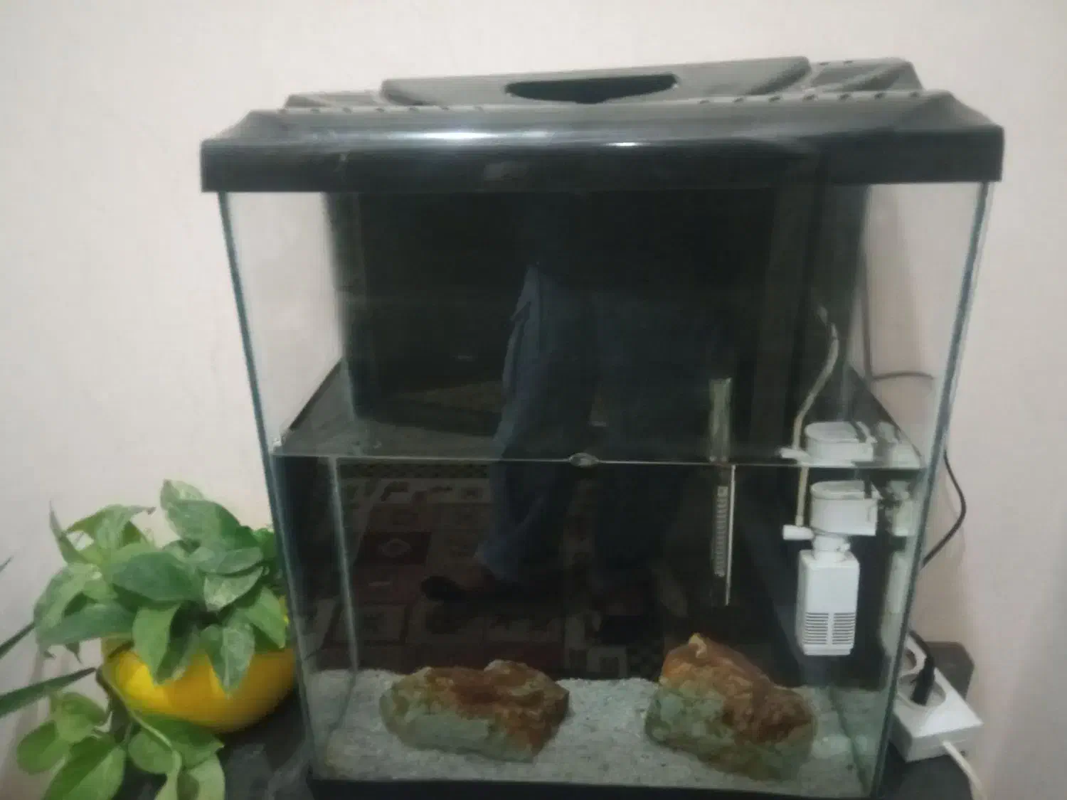 آکواریم با دو عددماهی|ماهی|تربتحیدریه, شهرک ولیعصر|دیوار