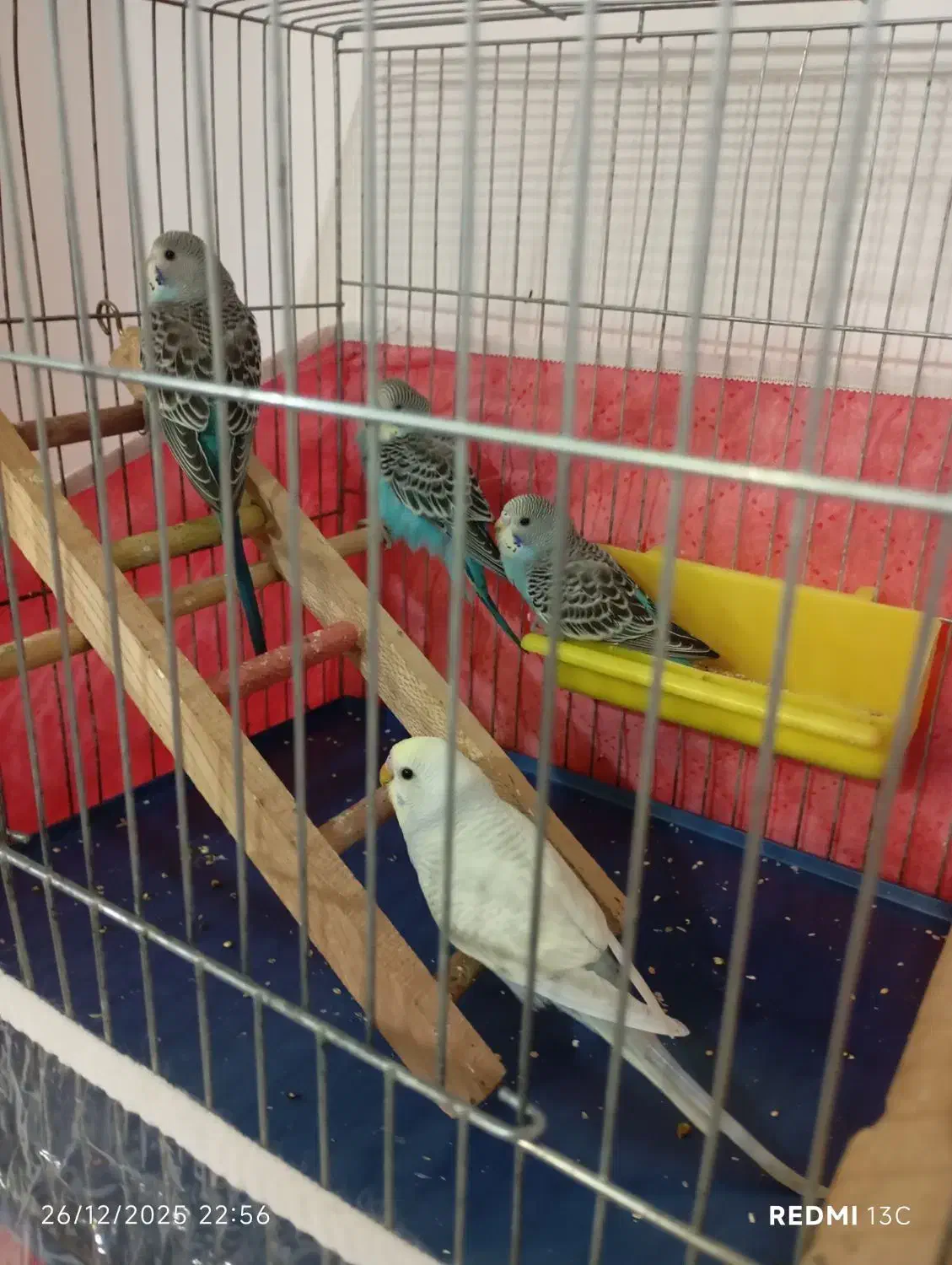 مرغ عشق|پرنده|نقده, |دیوار