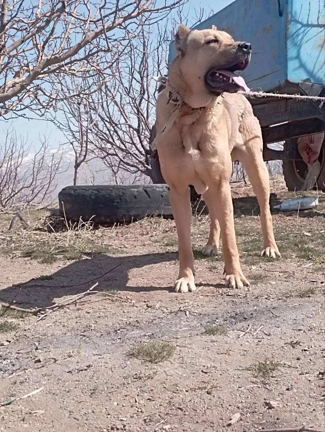 واگذاری سگ سرابی|سگ|فردوسیه, |دیوار