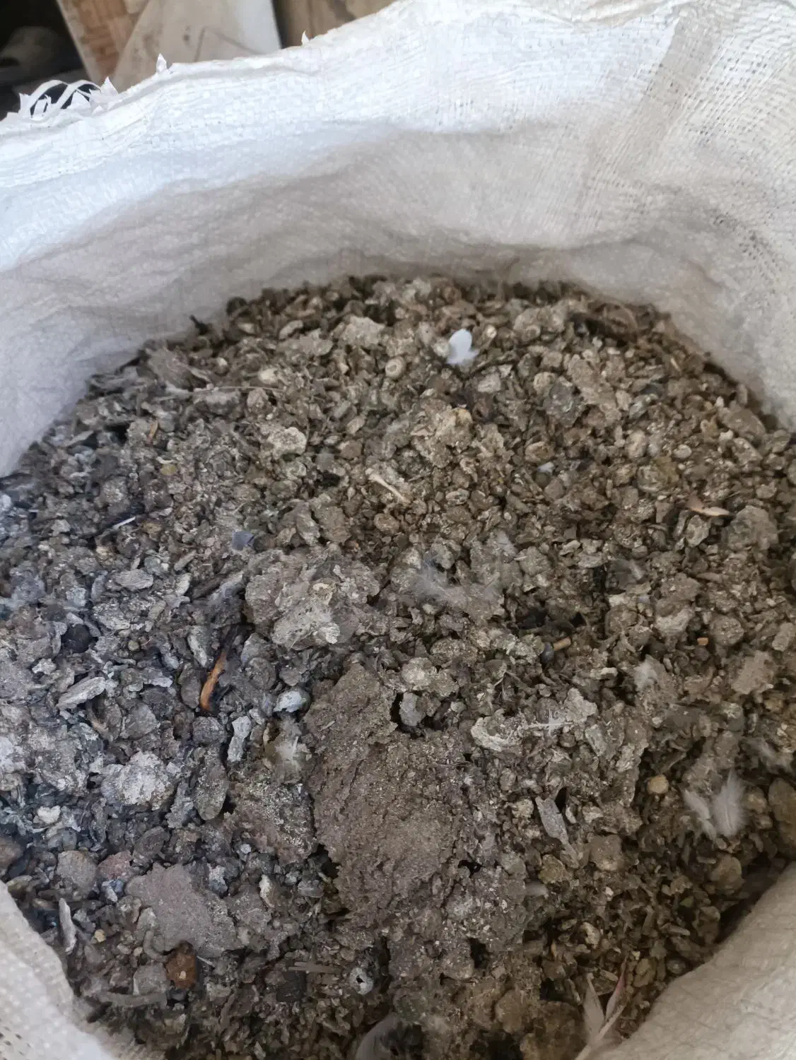 کودکبوتر|حیوانات مزرعه|سیرجان, |دیوار