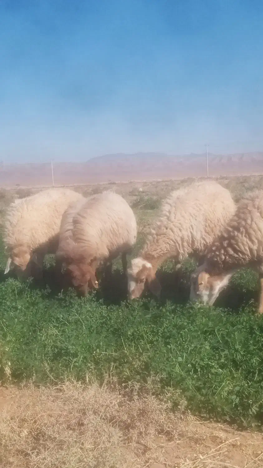 میش و بز داشتی|حیوانات مزرعه|اسفراین, |دیوار