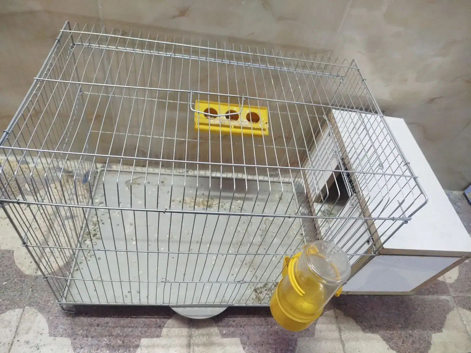 کوتوله برزیلی قیمت 800تومان|پرنده|جهرم, |دیوار