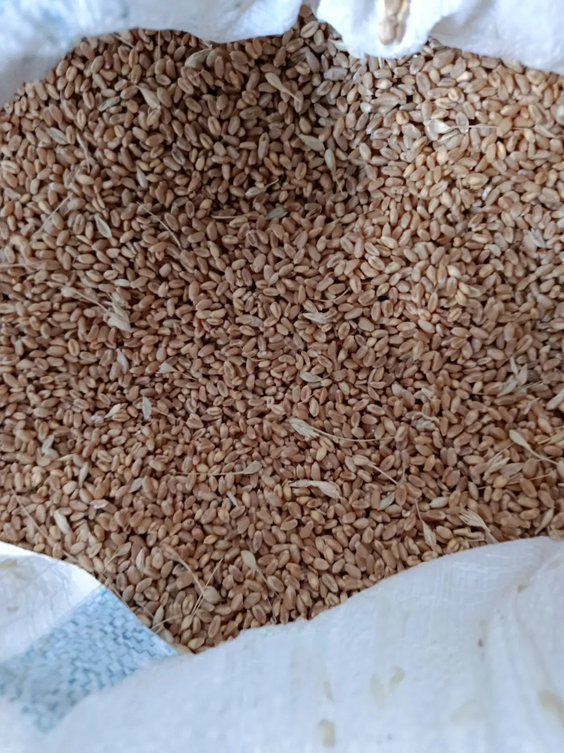 گندم|خوردنی و آشامیدنی|مرند, |دیوار
