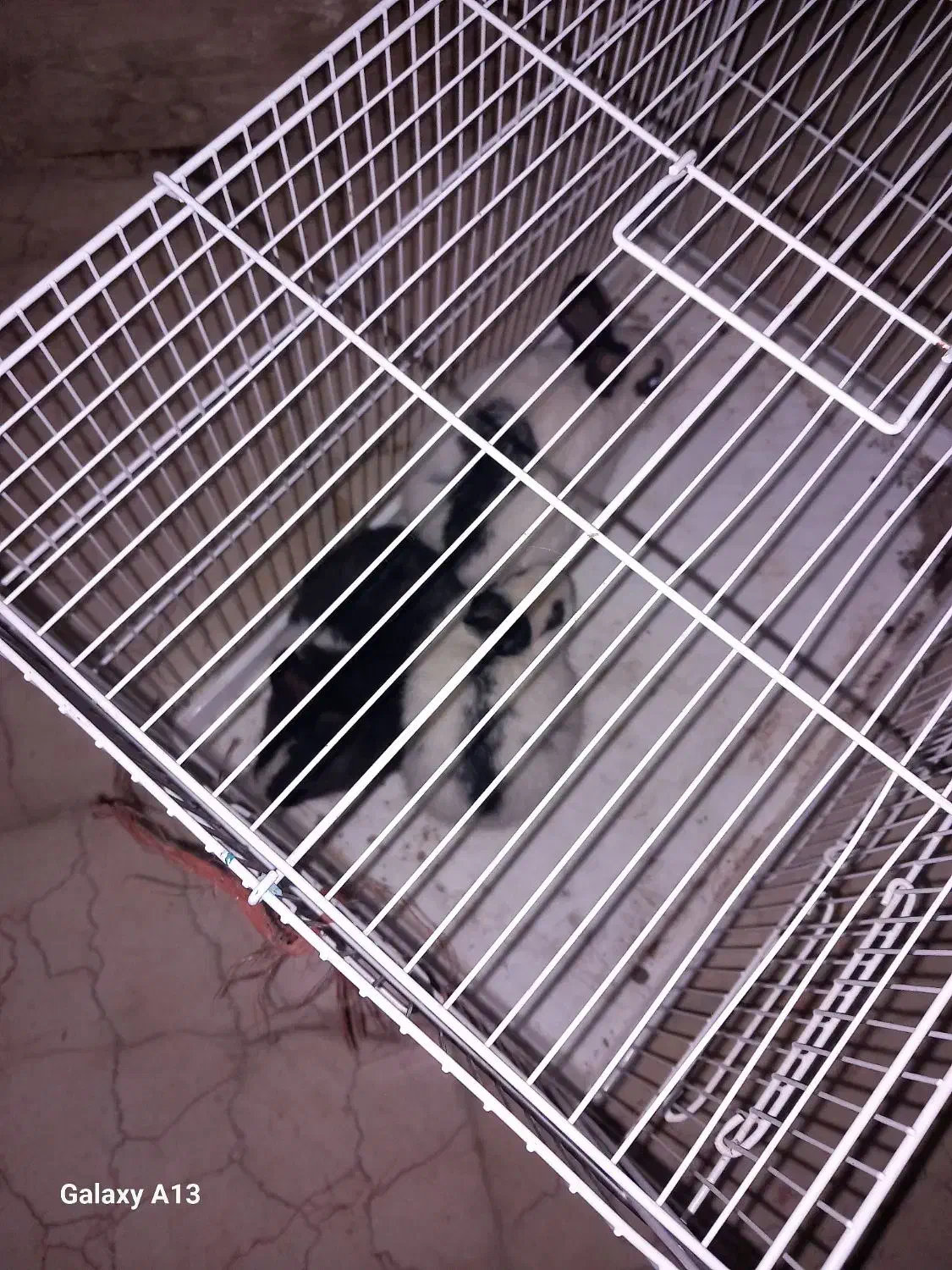 بچه خرگوش|موش و خرگوش|ورامین, شهرک فجر|دیوار