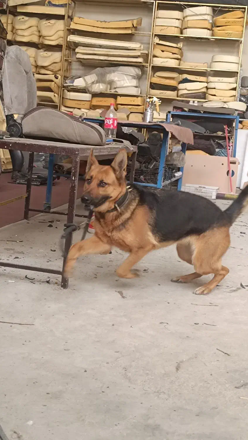 سگ ژرمن شیپر المان|سگ|پاکدشت, خاتون آباد|دیوار