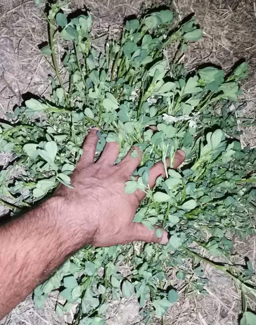 فروش رنجرمائوپا|خدمات باغبانی و درختکاری|بندرعباس, |دیوار