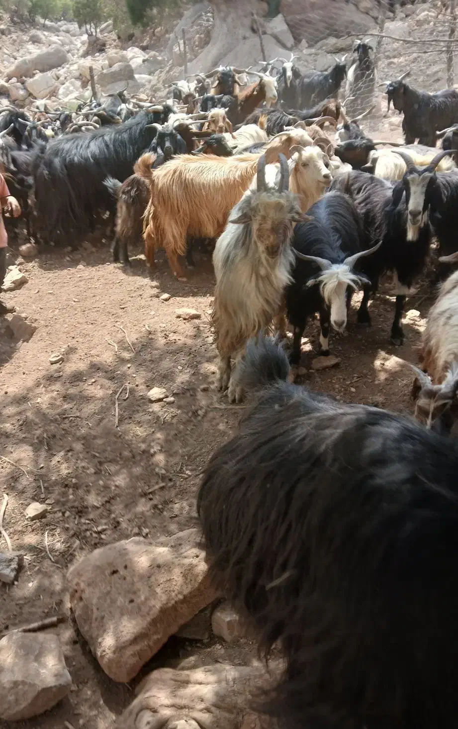 بز گمشده|حیوانات|اندیمشک, |دیوار