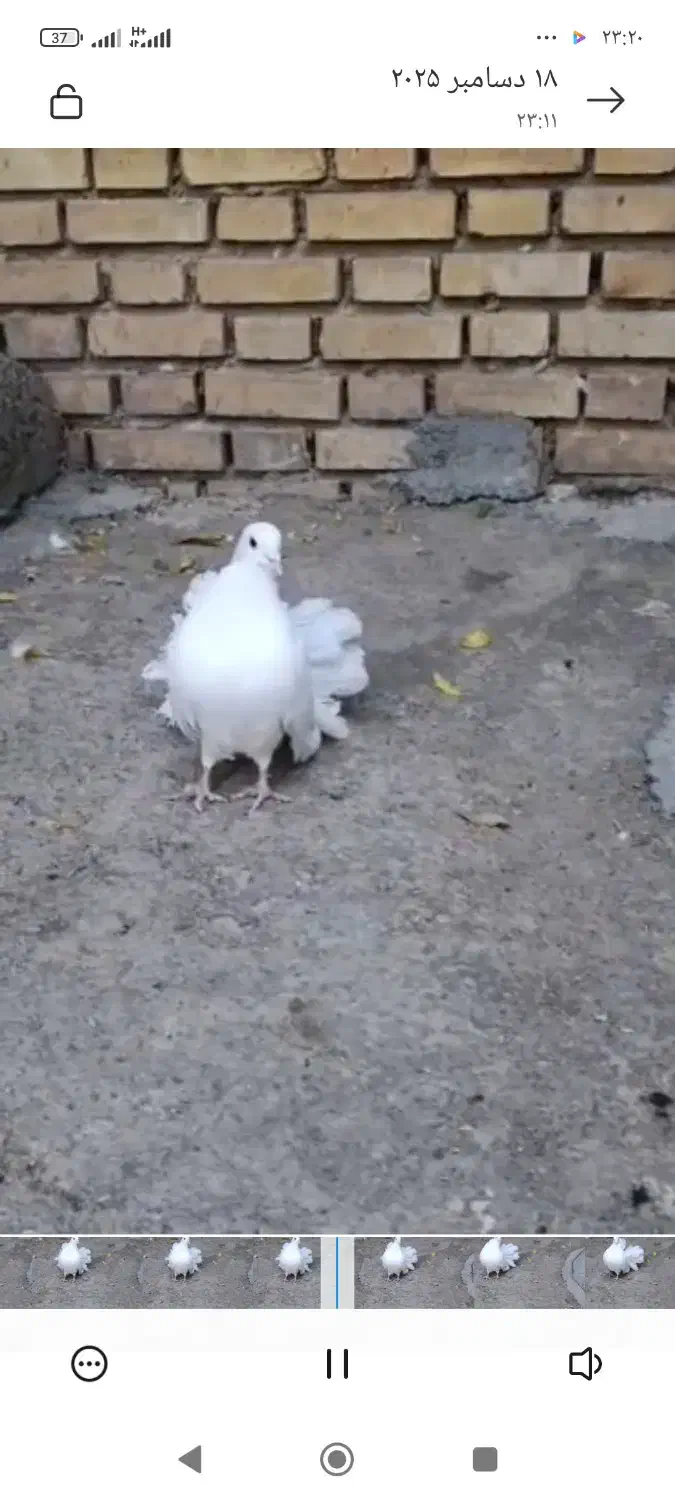 دم چتر|پرنده|خانمیرزا, |دیوار