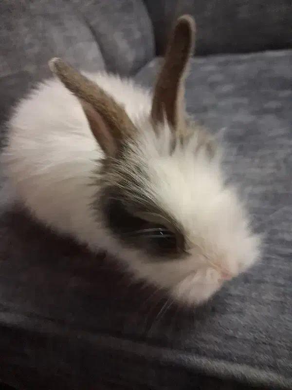 خرگوش|موش و خرگوش|تهران, راه آهن|دیوار