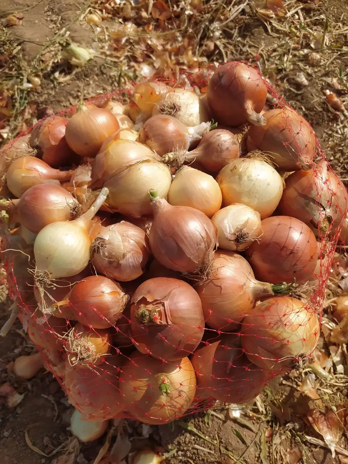 پیاز تازه کیلو 10هزار|حراج|اسفراین, |دیوار