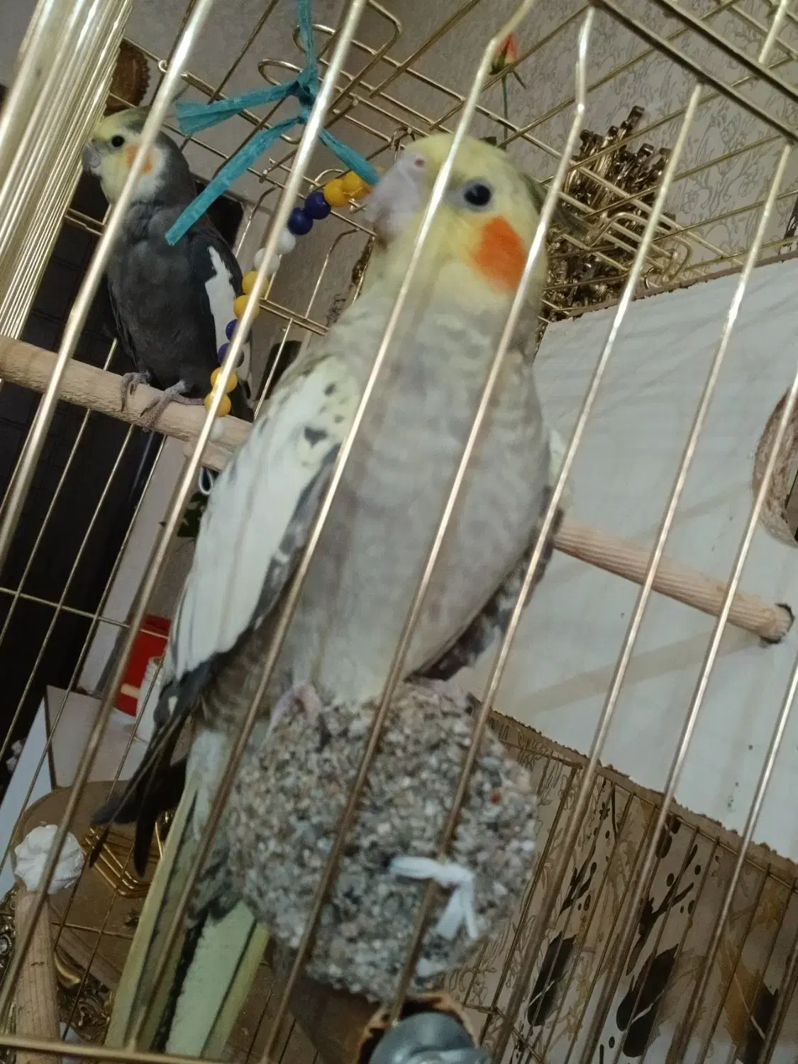 یک جفت عروس هلندی|پرنده|آبیک, |دیوار