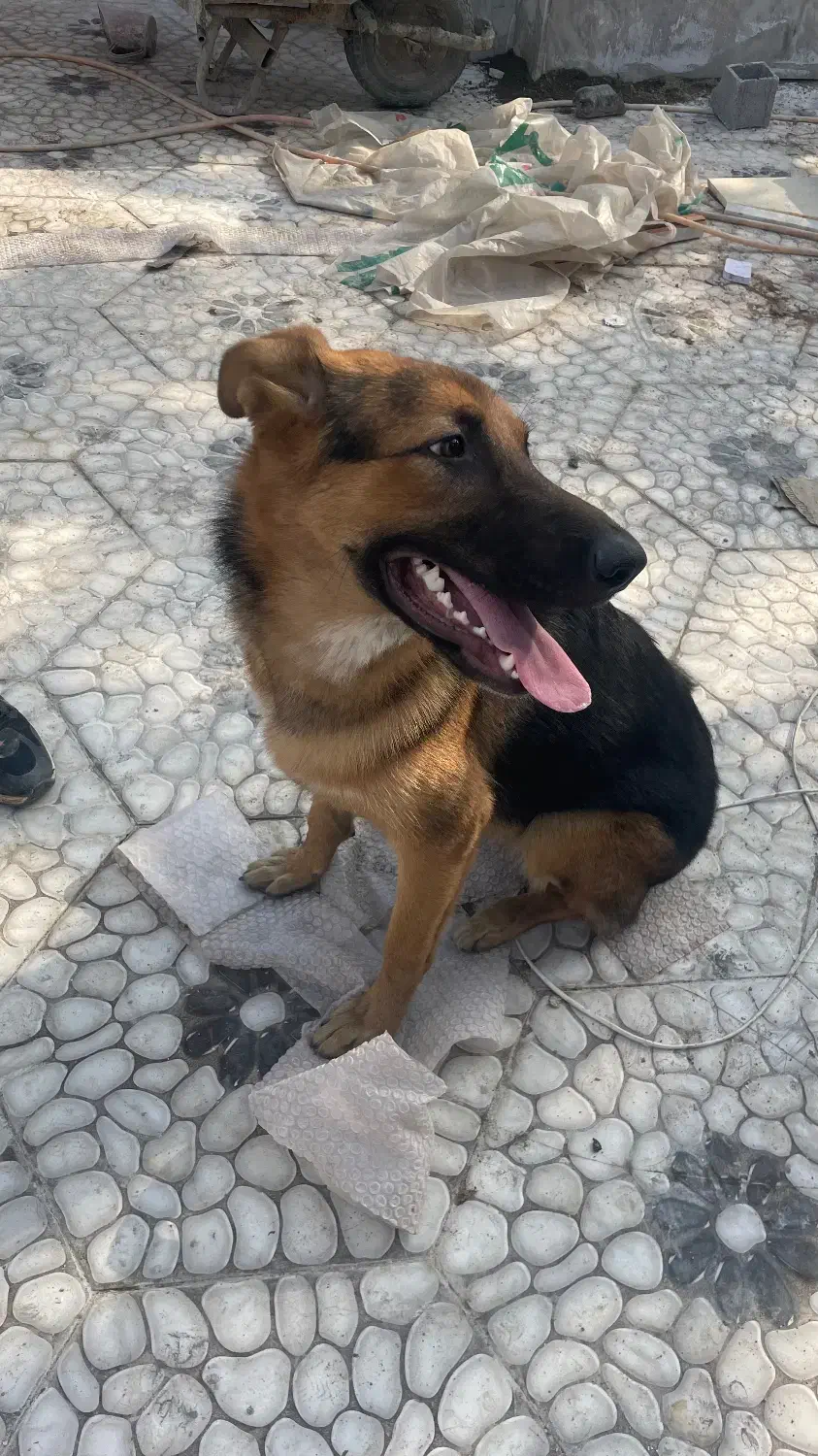 ژرمن ماده ۸ماهه|سگ|لاهیجان, کوی خزر|دیوار