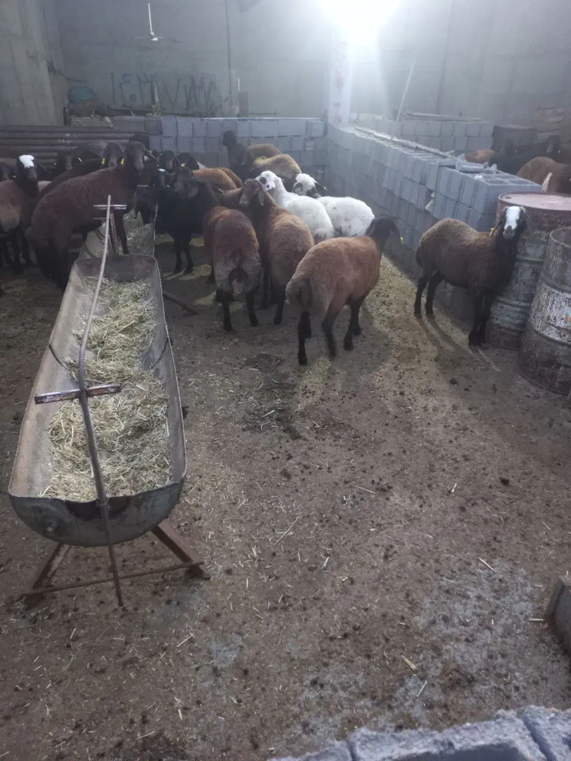 بره ماده افشار وترکی سبک|حیوانات مزرعه|مرودشت, ده بید|دیوار