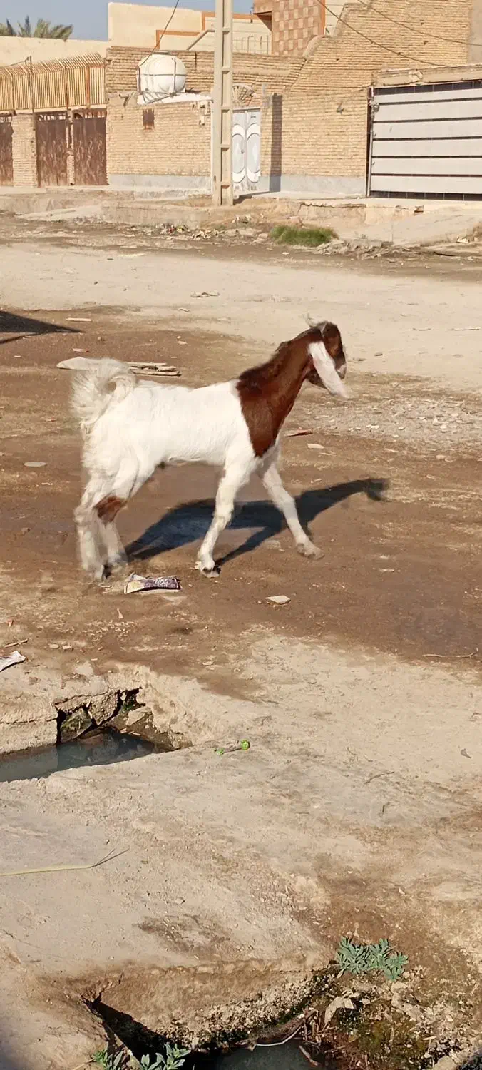۷ بز مطفل و ابستن و کهره نر و ماده|حیوانات مزرعه|اهواز, گلدشت|دیوار