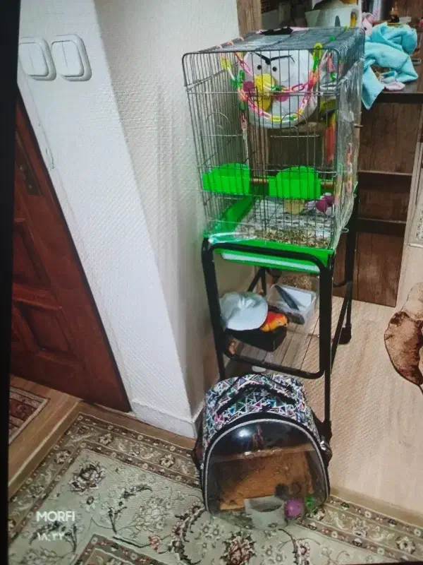 طوطی|پرنده|تهران, دهقان|دیوار